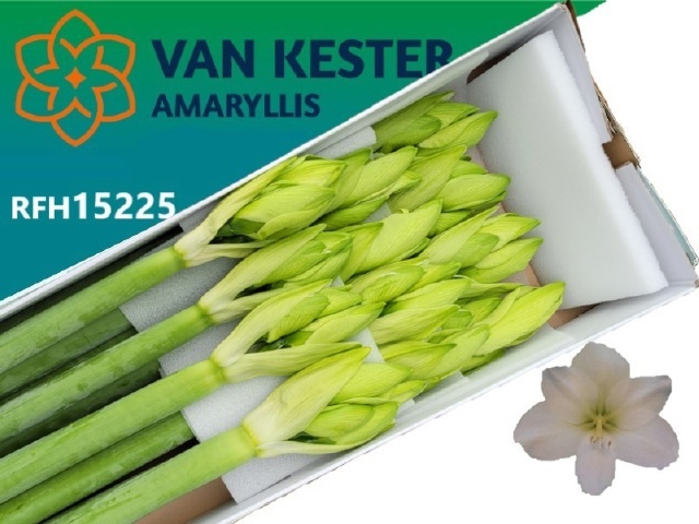 Hippeastrum Casa Blanca 4bl