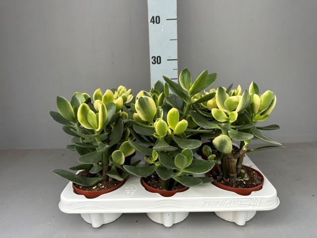 Crassula CRASSULA OVATA JADE