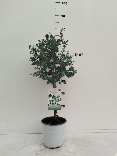 Eucalyptus gunnii
