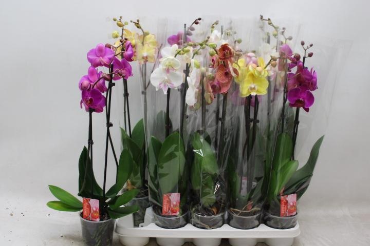 Phal Gem 7 Kl 12P 60H 2TAK 16bloem 23bloei