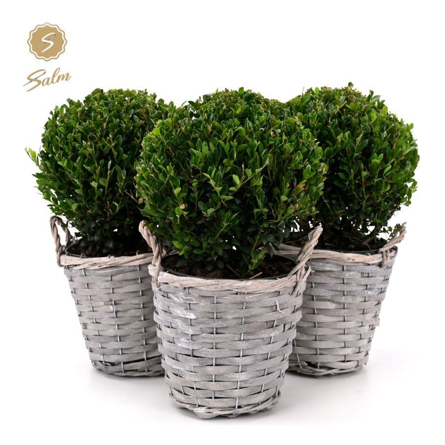 Ilex Crenata Jenny