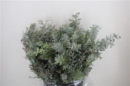 Acacia (MIMOSA) Pb 60cm 200gram