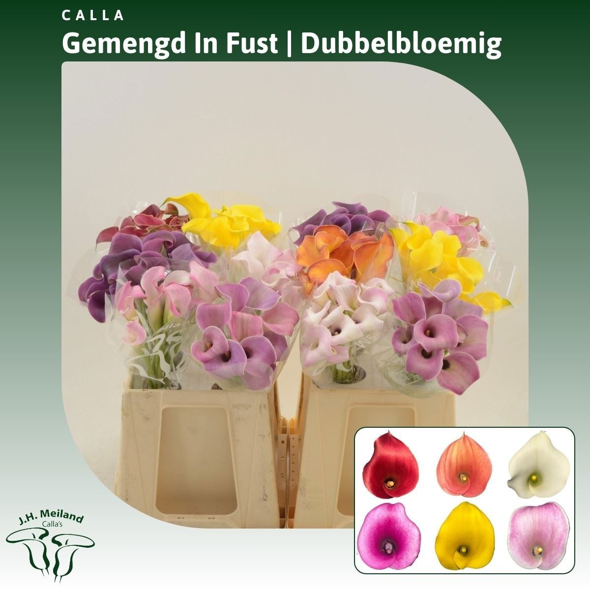 Calla Assorted 40cm