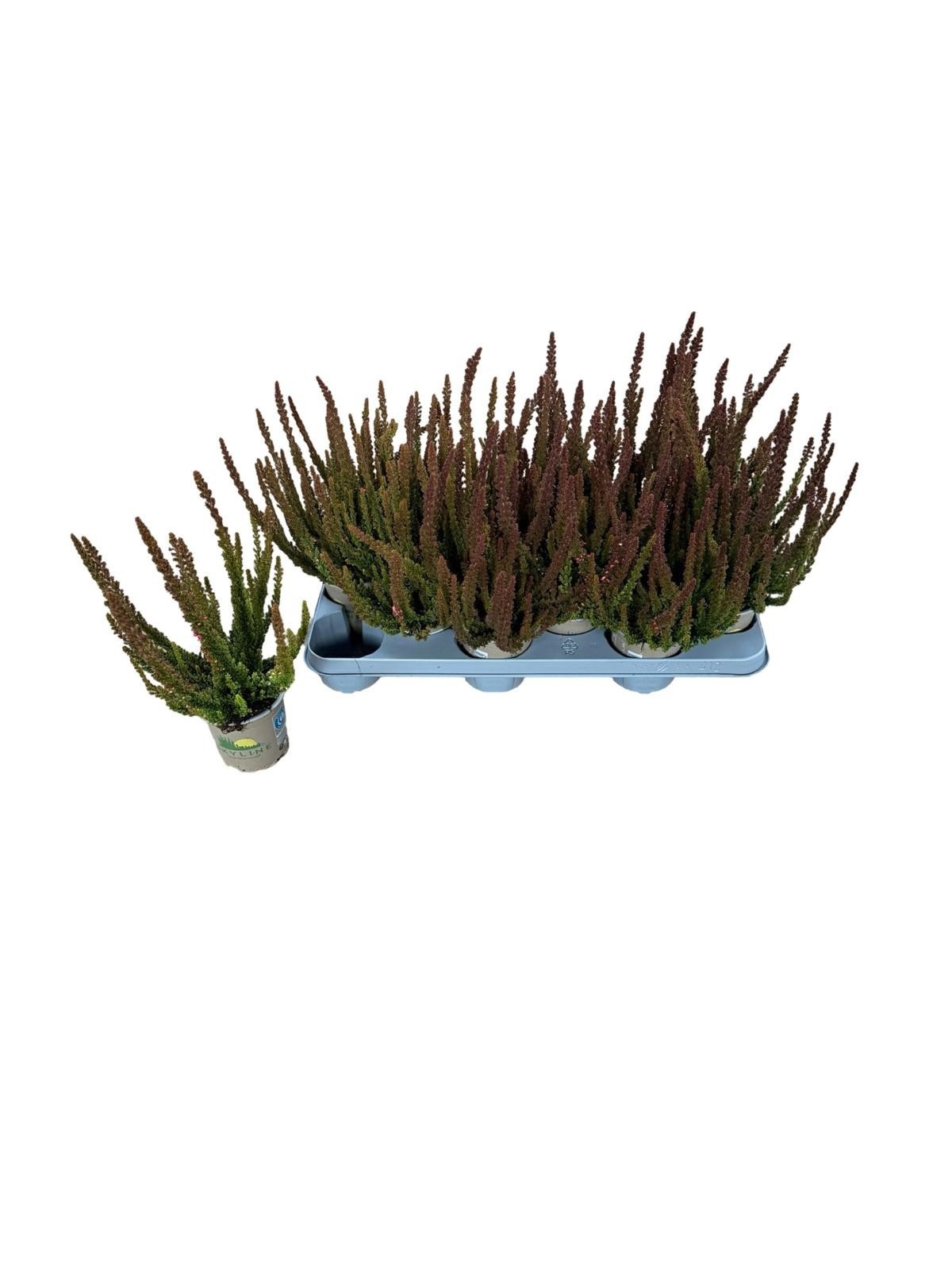 Callu Skyline Gem 11P 30H