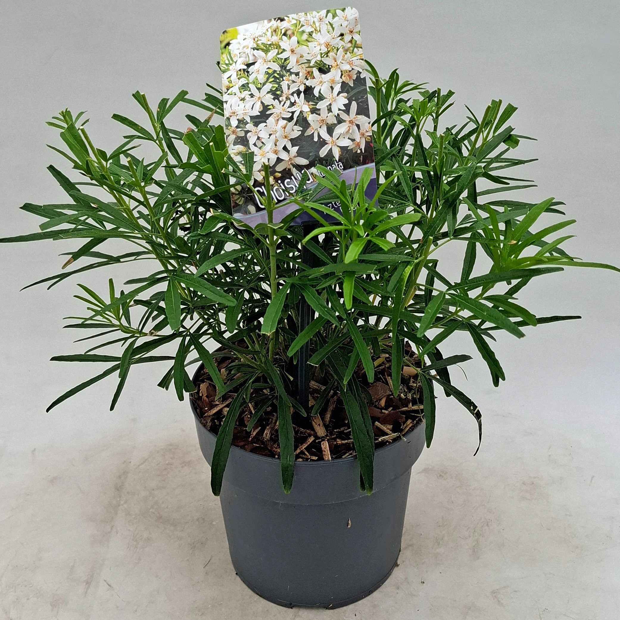 Choisya 'Aztec Pearl'