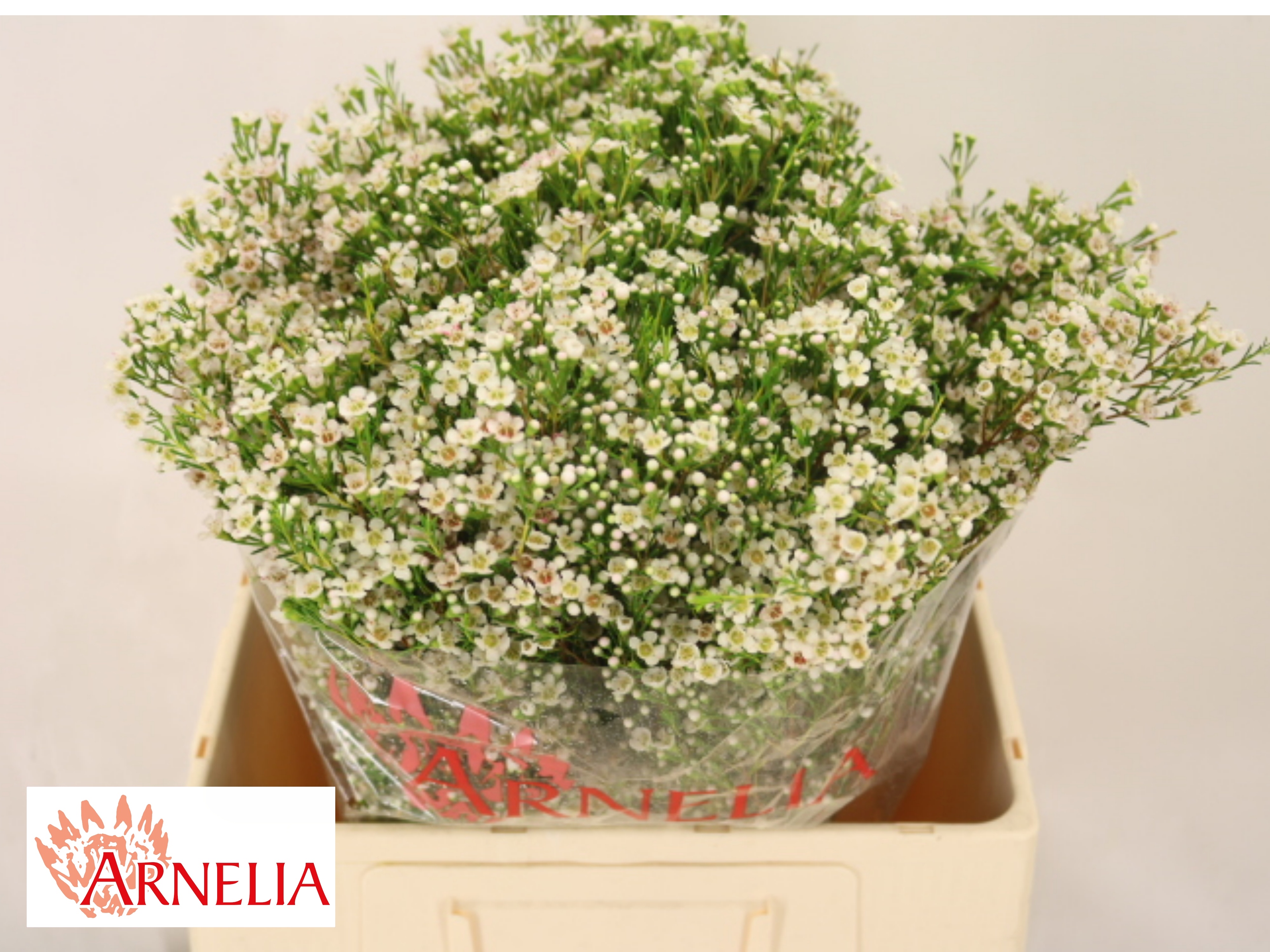 Chame Un Pearl Butto 60cm 70gram