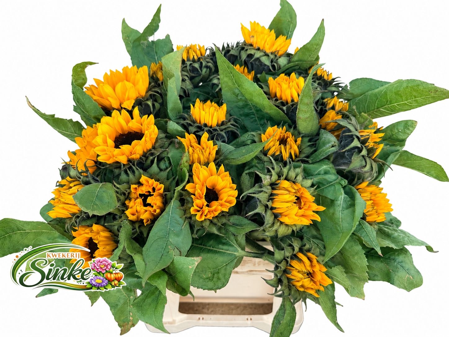 Helianthus Sunrich Or 40cm