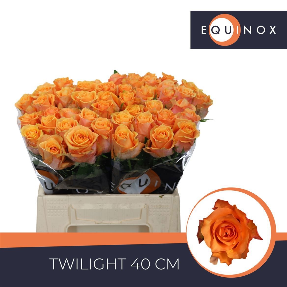 R Gr Twilight@