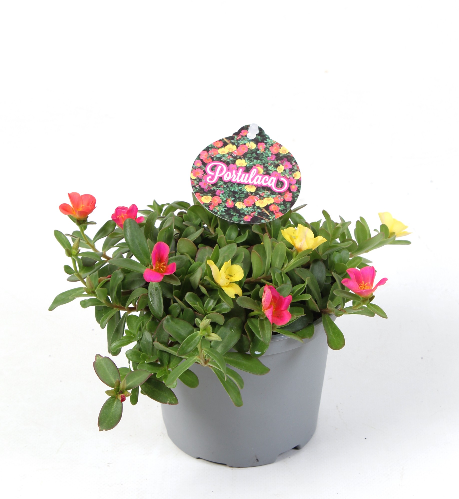 Picture of Portulaca mixed in pot P12 18cm