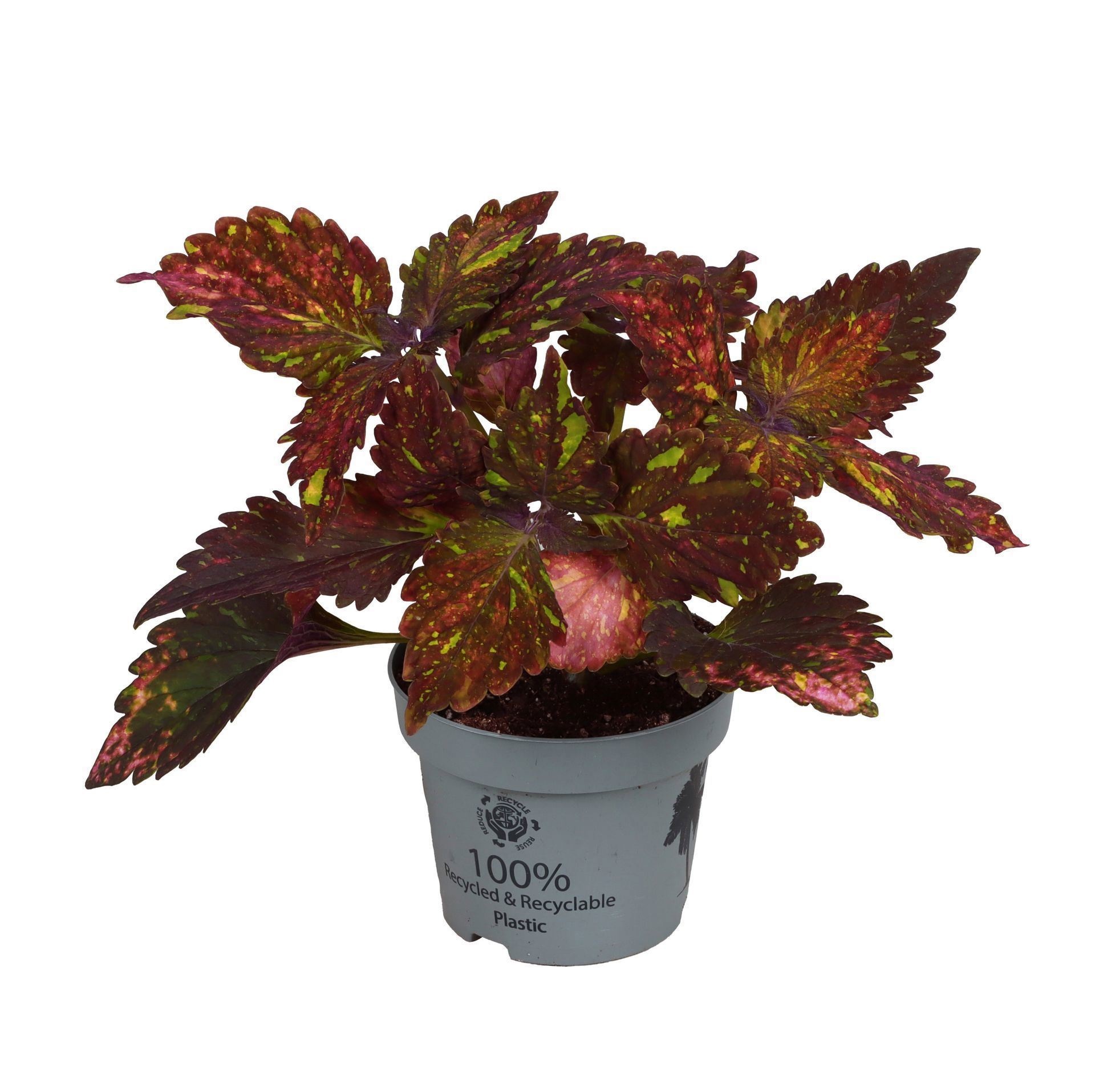 Coleus 'Red Sunstone'