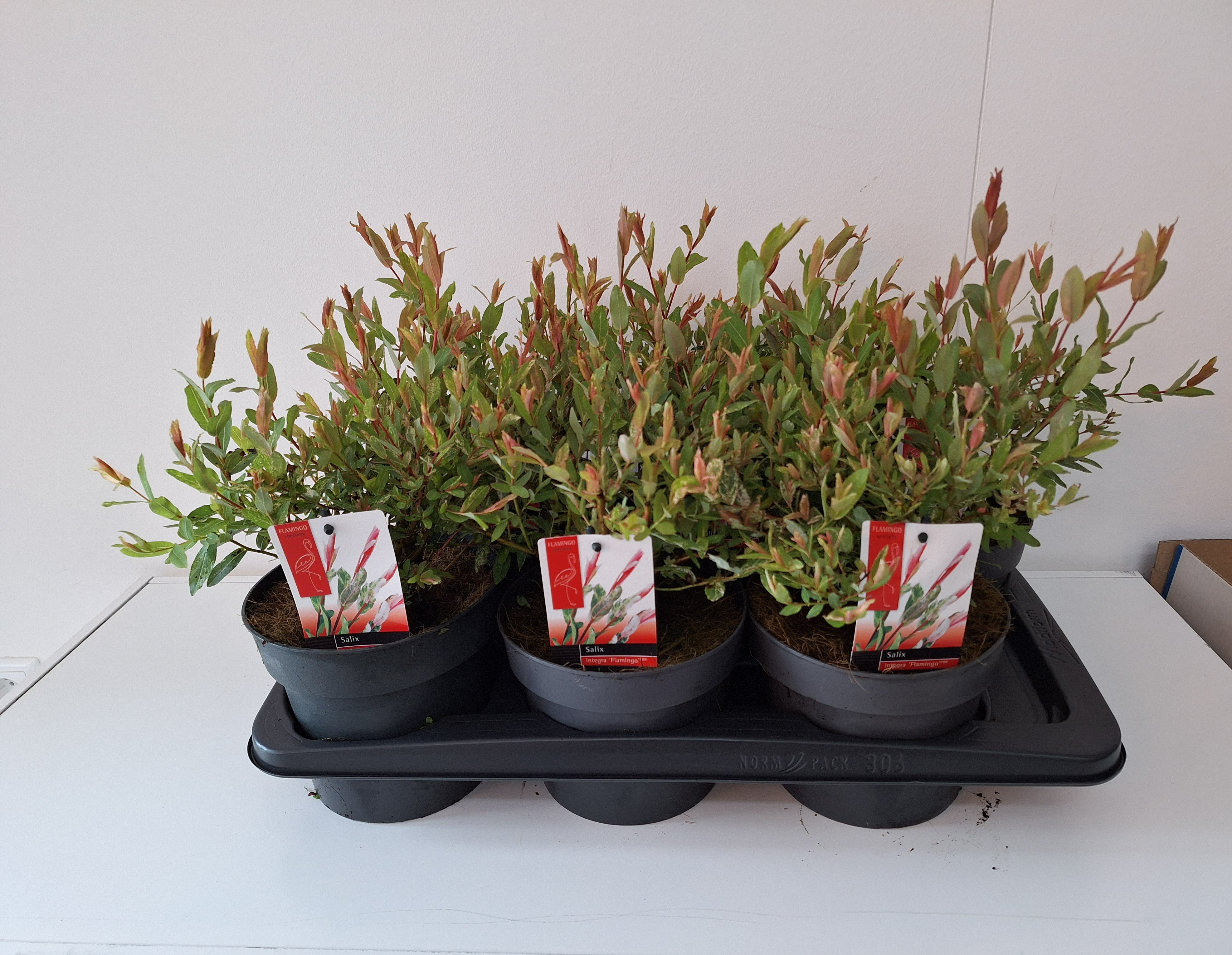 Picture of Salix Flamingo bush p17 Pink pot