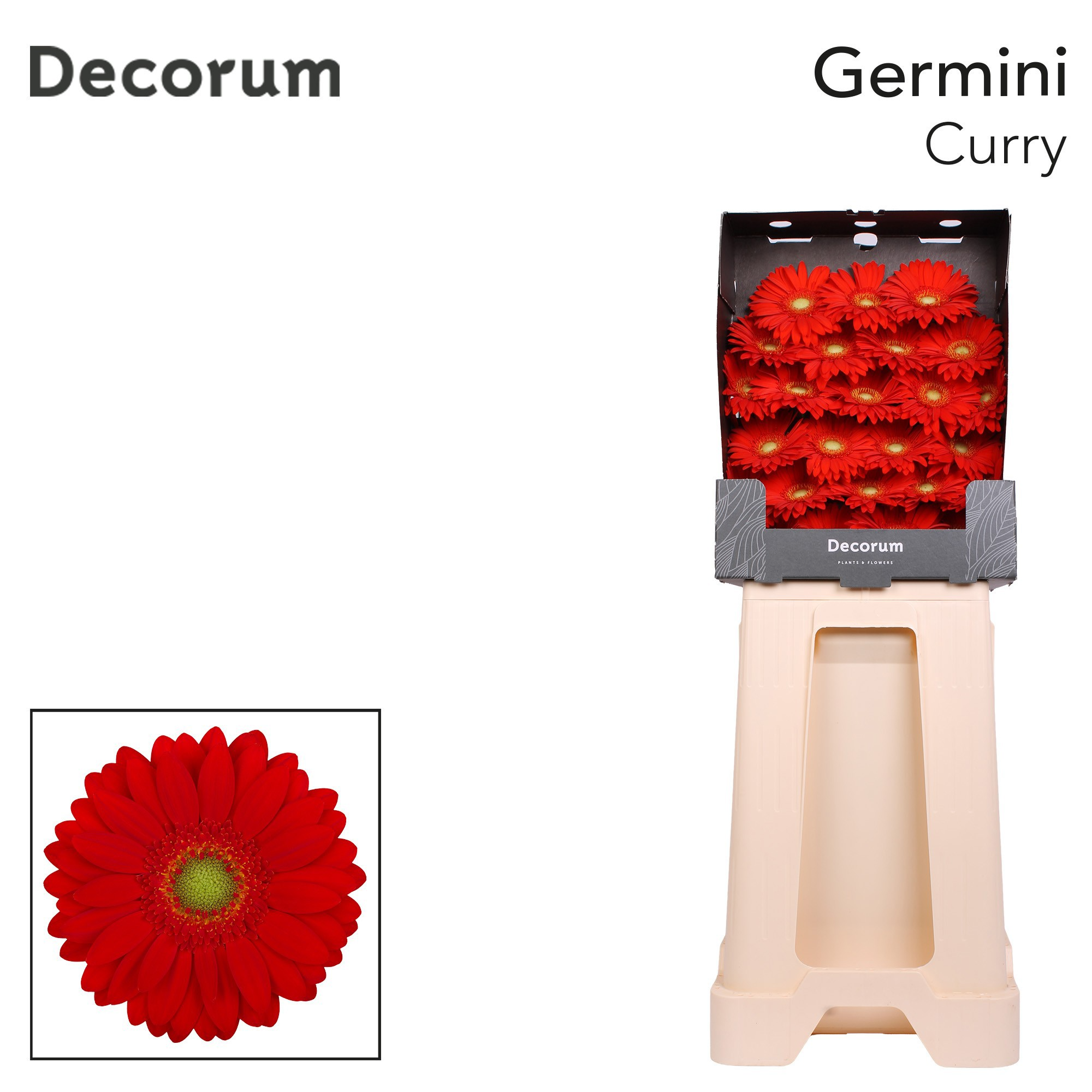 Germini Curry Diamond