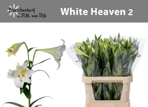 Lilium Lo White Heaven 80cm 2/4bl