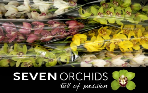 Cymbidium Asst 13bl