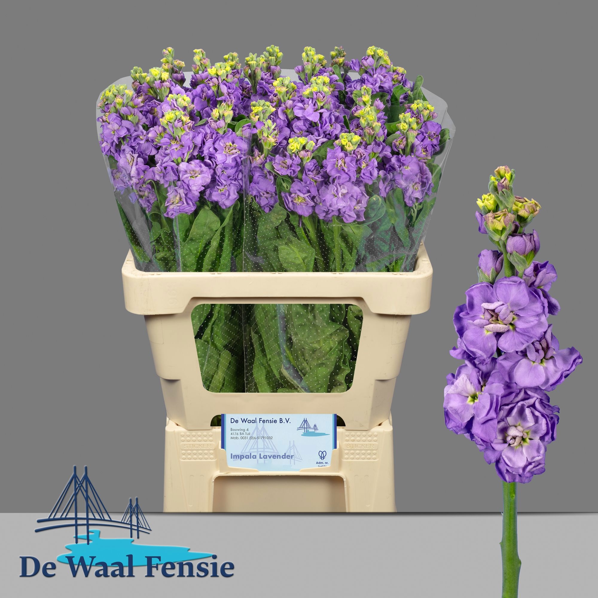 Matth Impala Lavende 60cm
