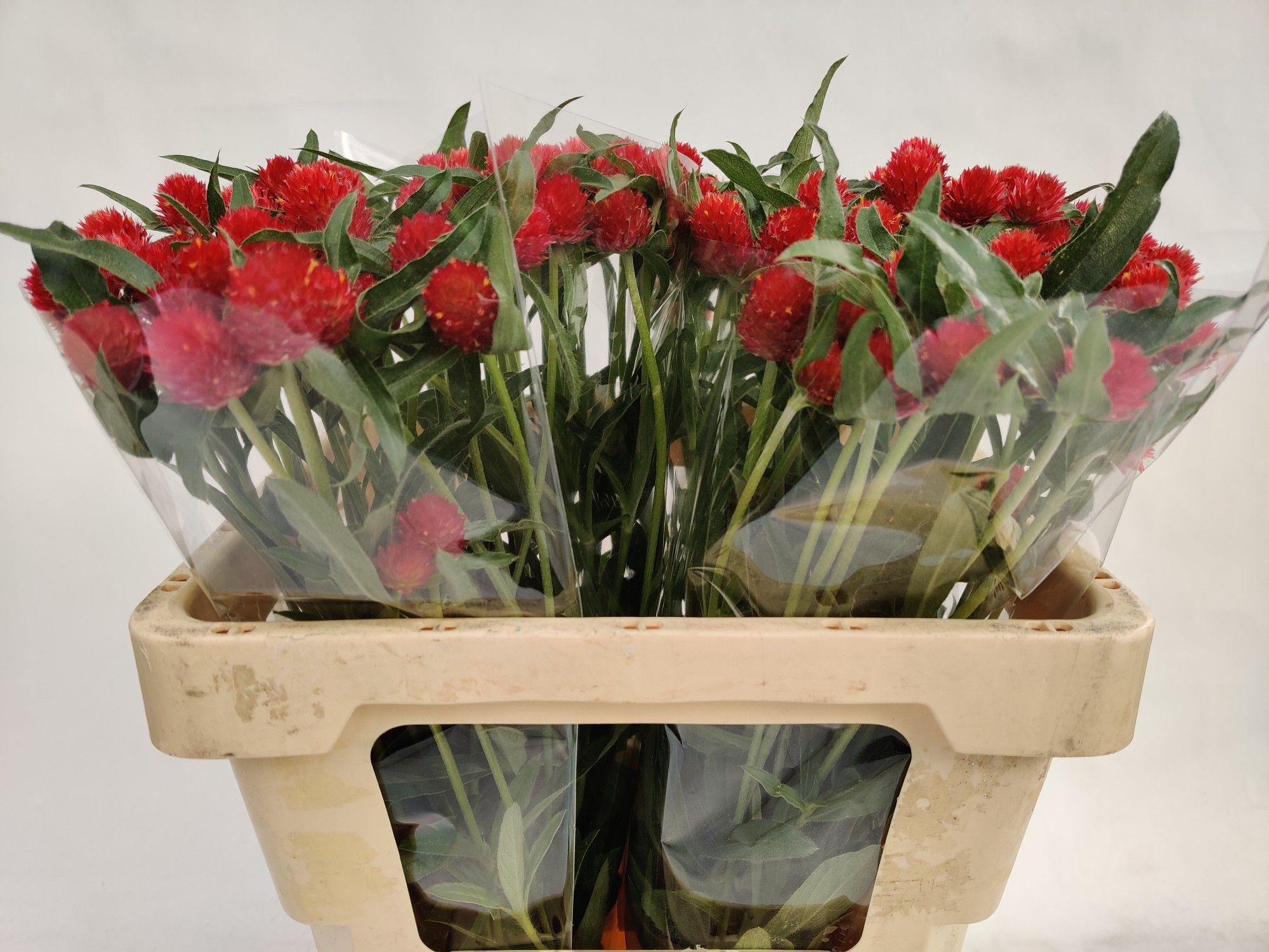 Gomphrena Strawberry 50cm