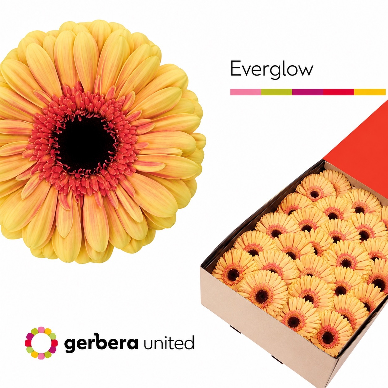 Gerbera Ge Gr Everglow Doos