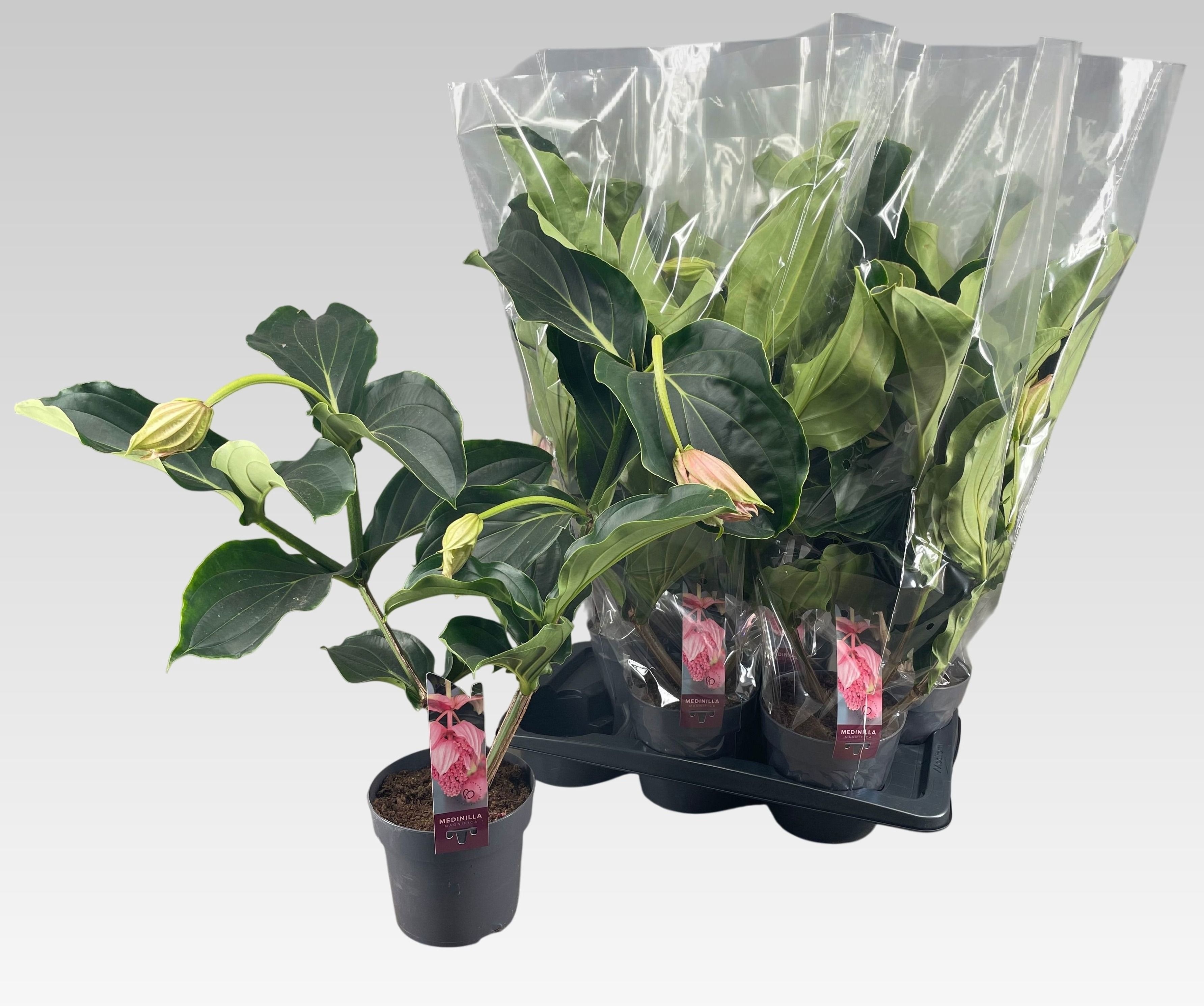 Medin Magnifica 17Ø 70cm