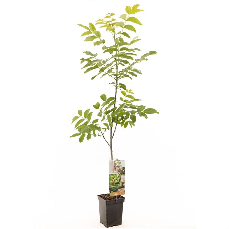 Juglans regia spil (onveredeld) Onveredelde walnoot