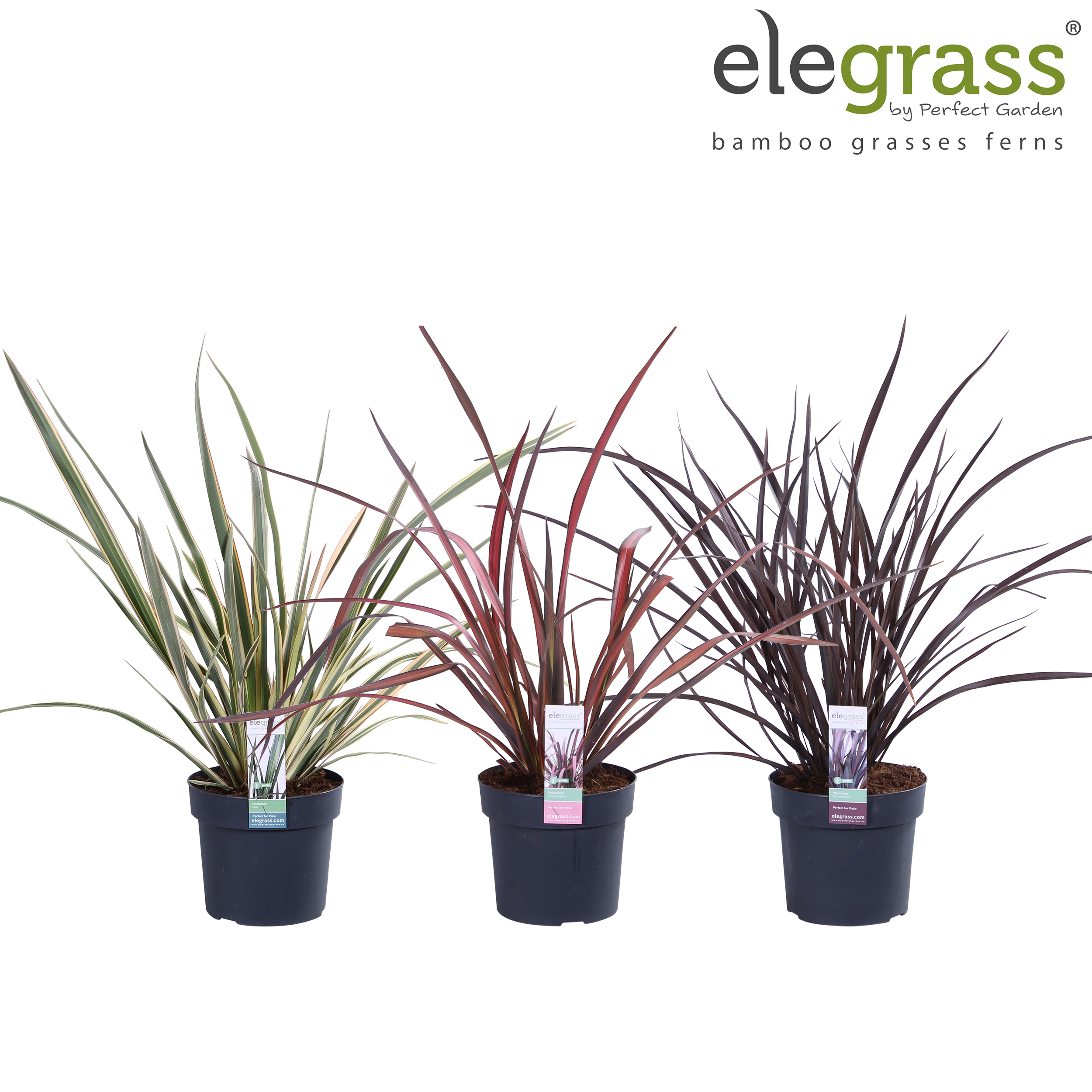 Picture of Phormium in varieties P19 (3 Ltr)