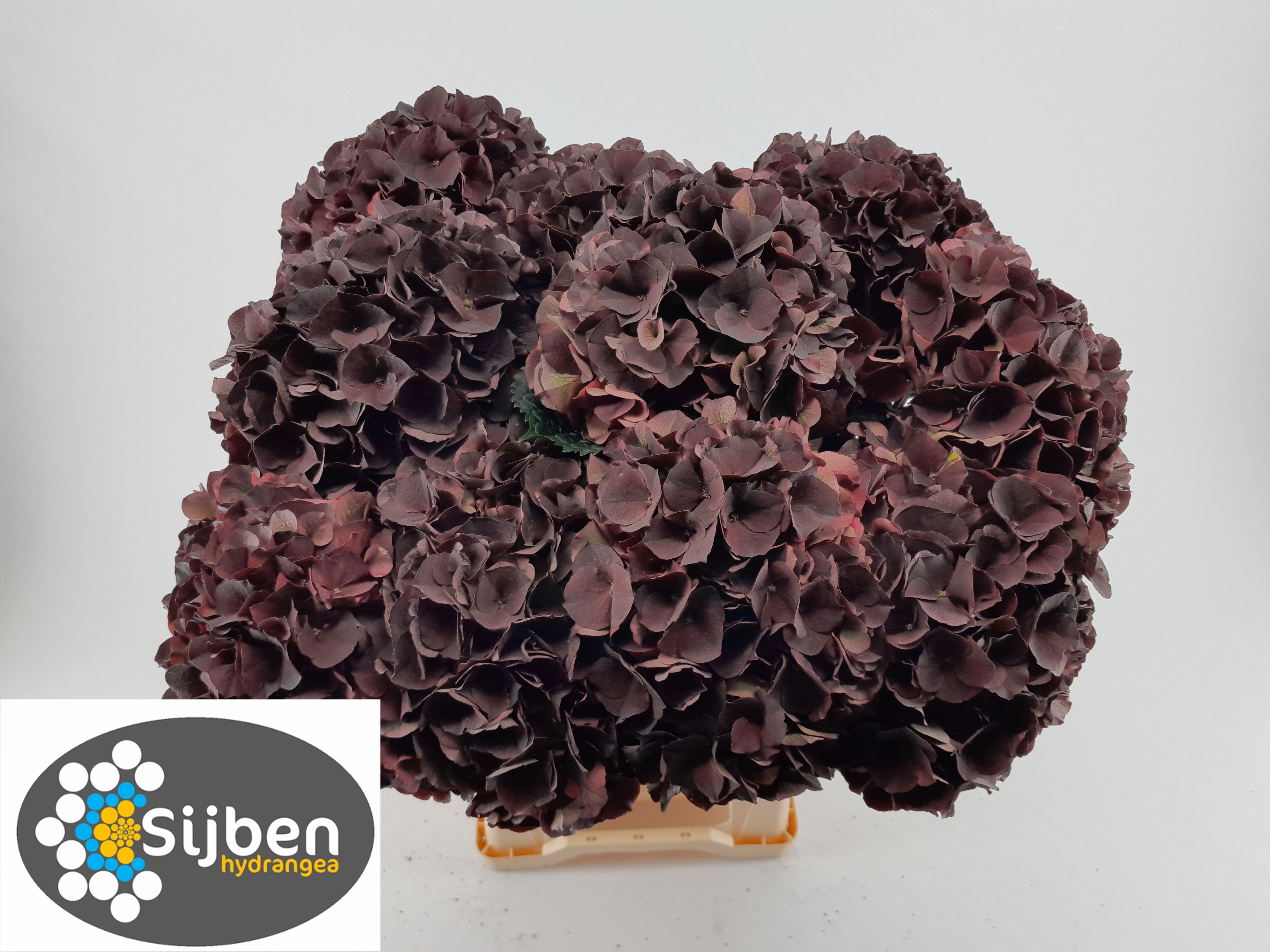 Hydrangea Dark Ruby Classic 60cm 20Ø