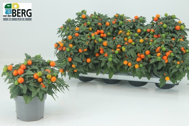 Solan Mandarin 13Ø 25cm