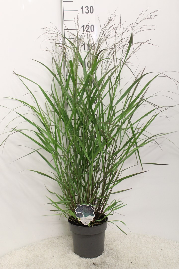 Picture of Panicum virgatum Warrior P23 (5 Ltr)