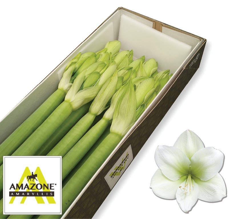 Hippeastrum Casa Blanca 6bl