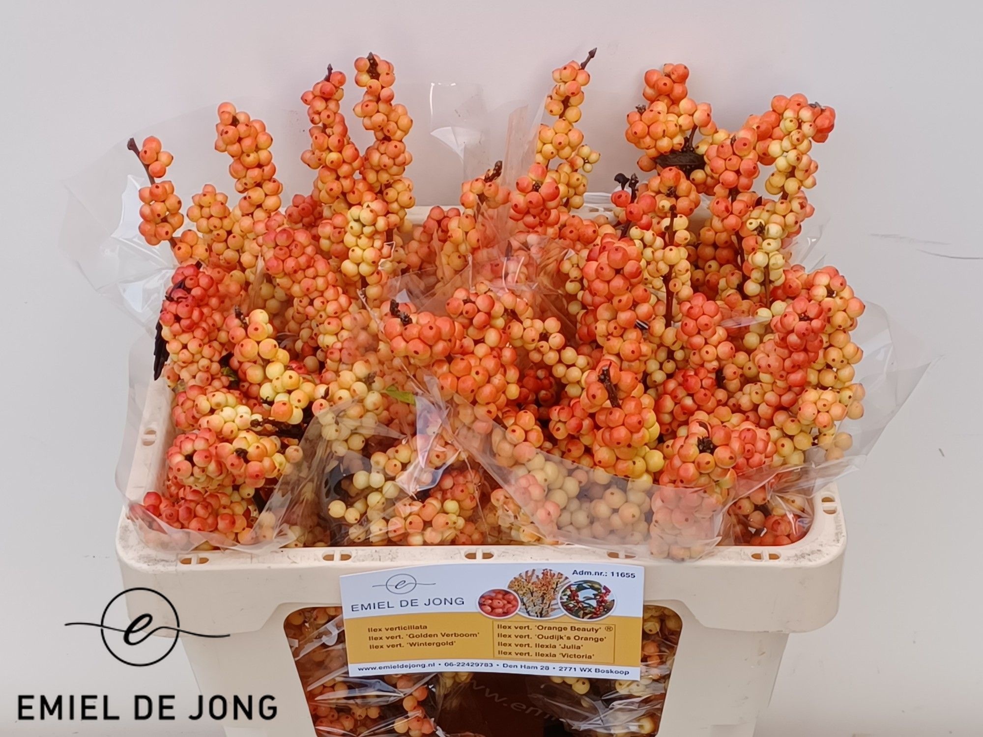 Ilex Ilexia Victoria 50cm