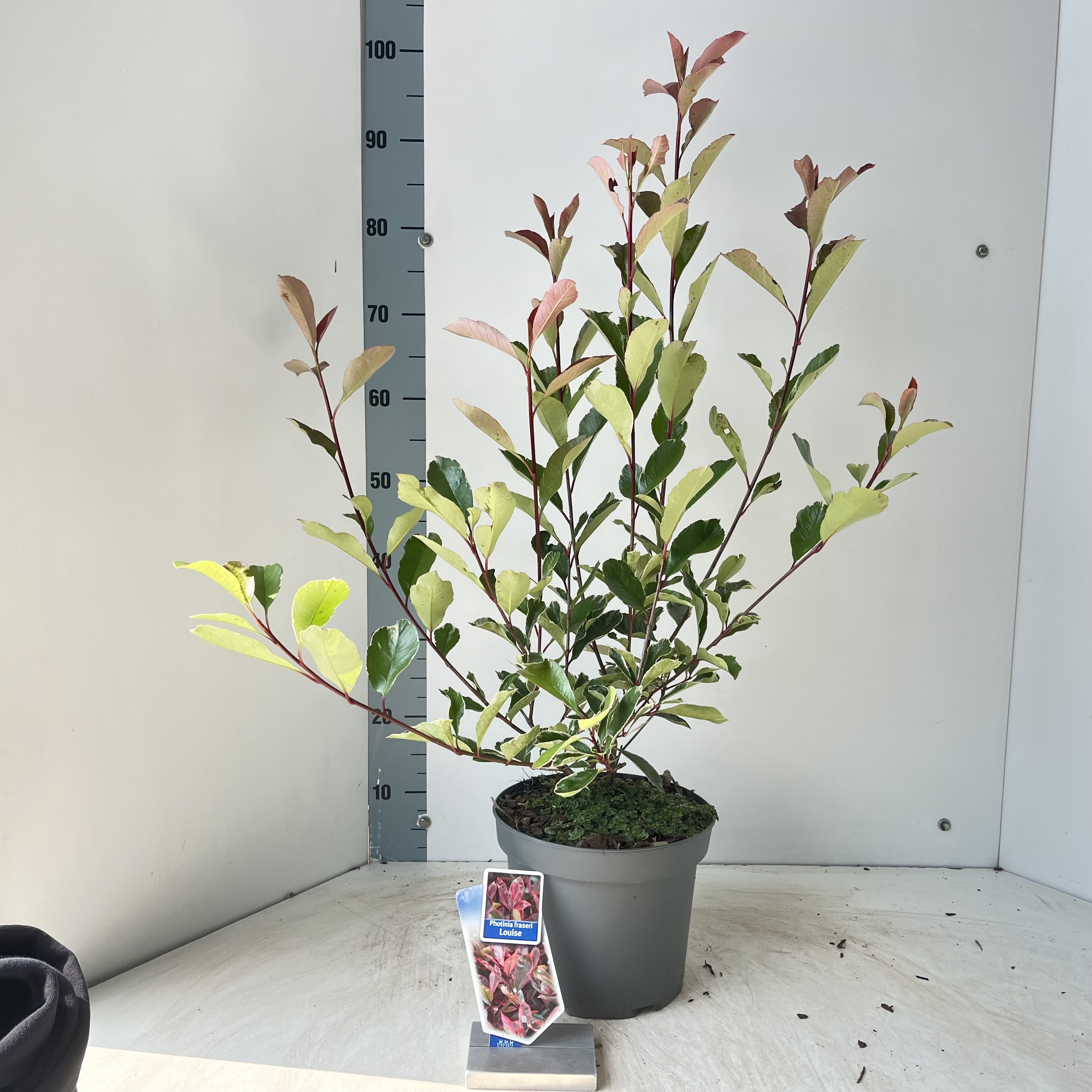 Picture of Photinia fraseri Louise ('McLarlou'PBR)