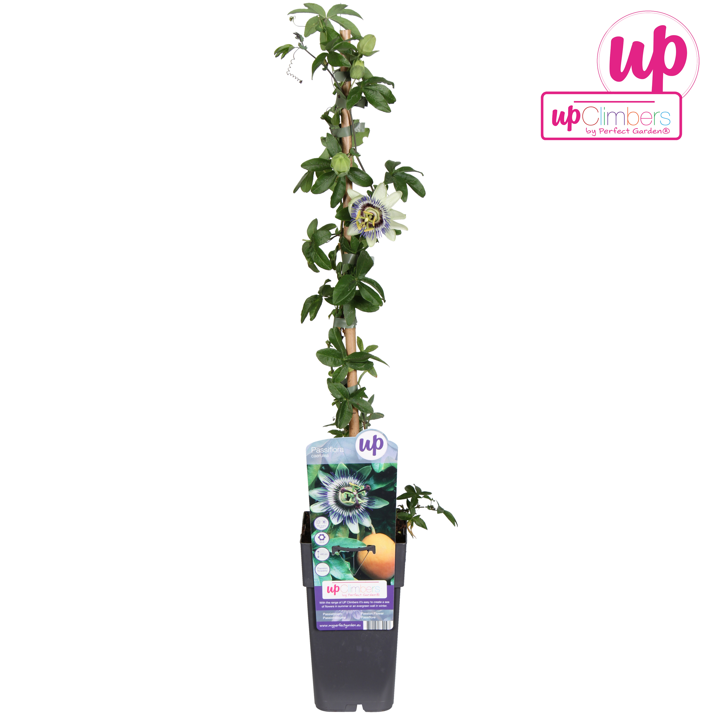 Picture of Passiflora caerulea P15