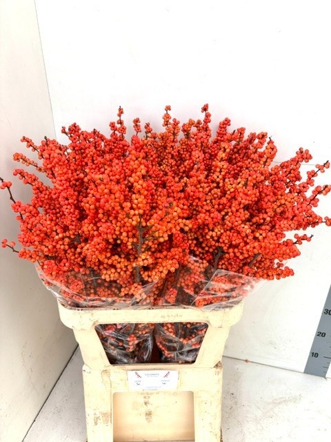 Ilex Winter Gold 90cm