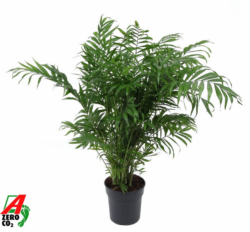Chamaedorea elegans