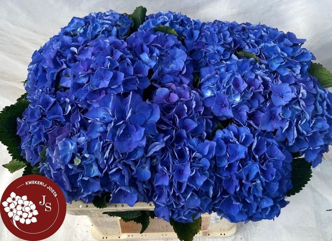 Hydrangea Royal Parade 60cm 13Ø