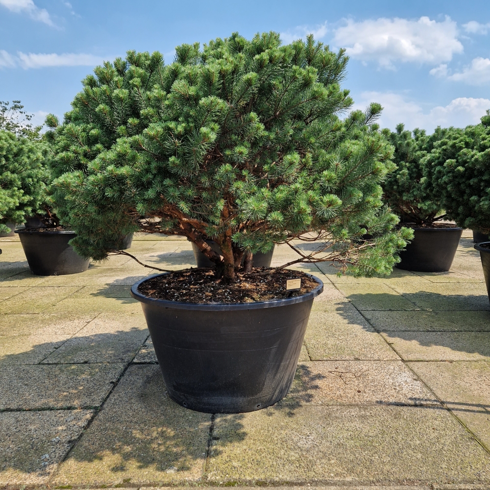 Picture of Pinus sylvestris Beuvronensis C500 125/150