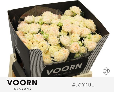 Rosa Spr # Joyful 60cm