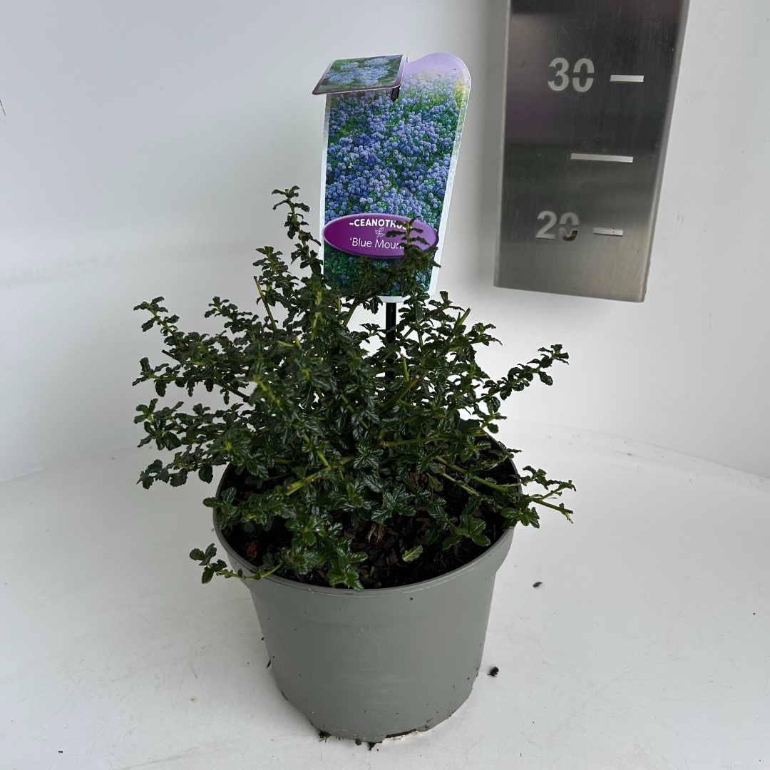 Picture of Ceanothus Blue Mound P17 (2 Ltr) (LOOSE)