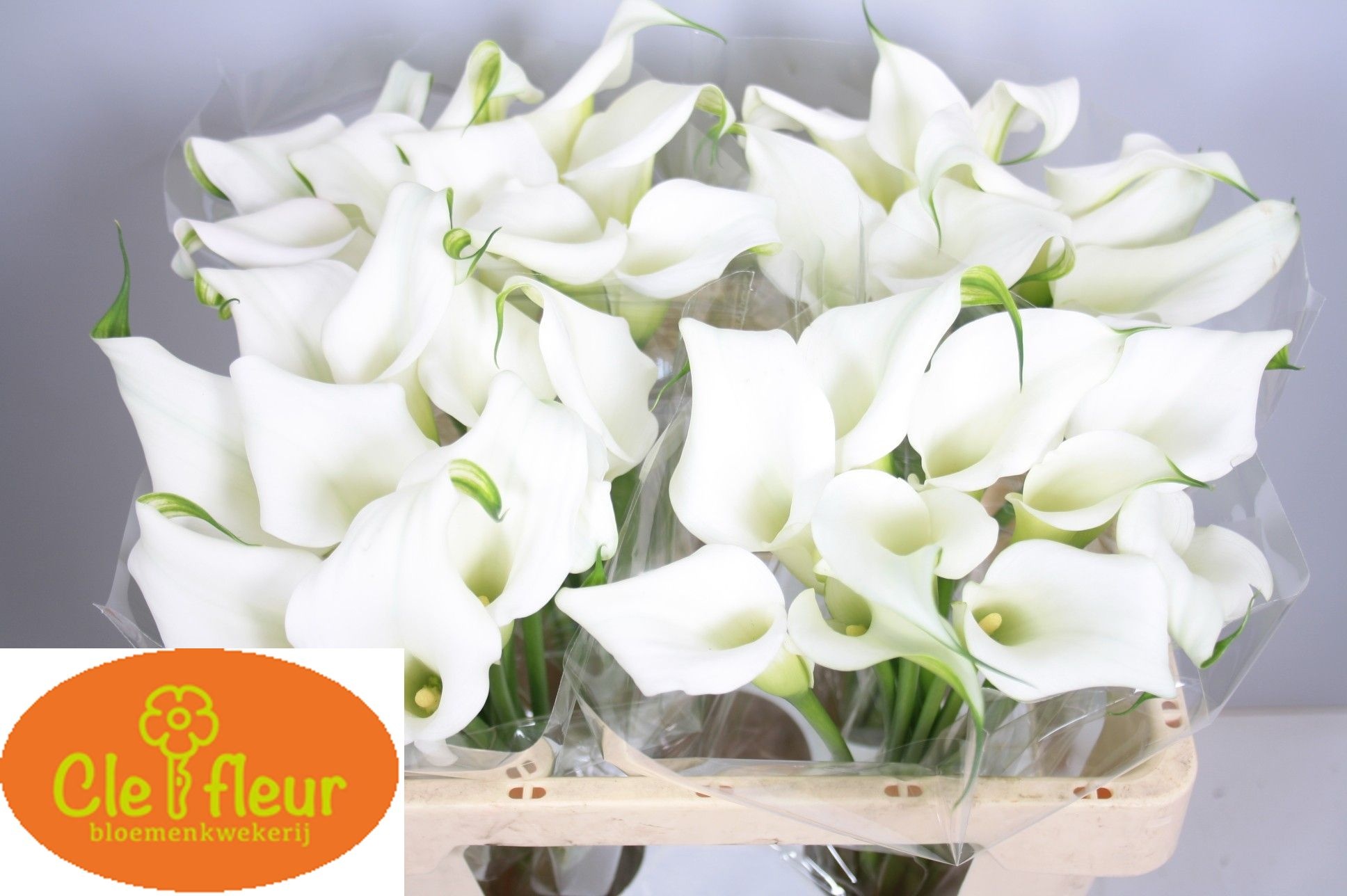 Calla Crystal Blush 55cm