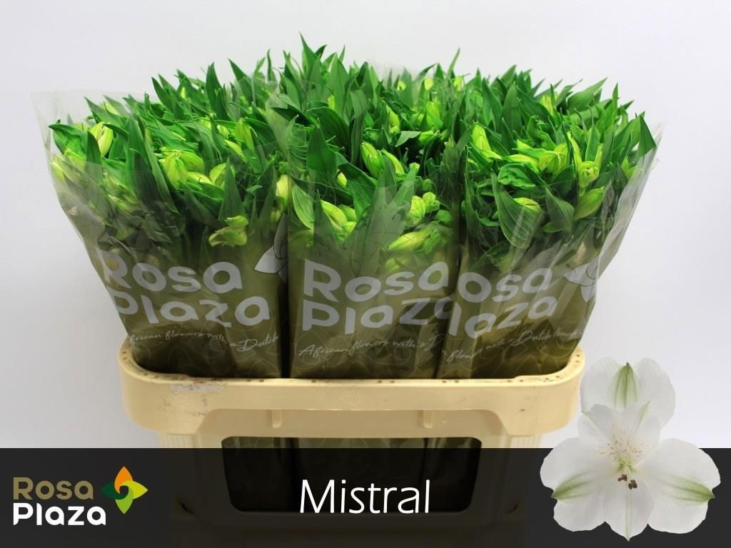 Alstroemeria Mistral 70cm 50gram