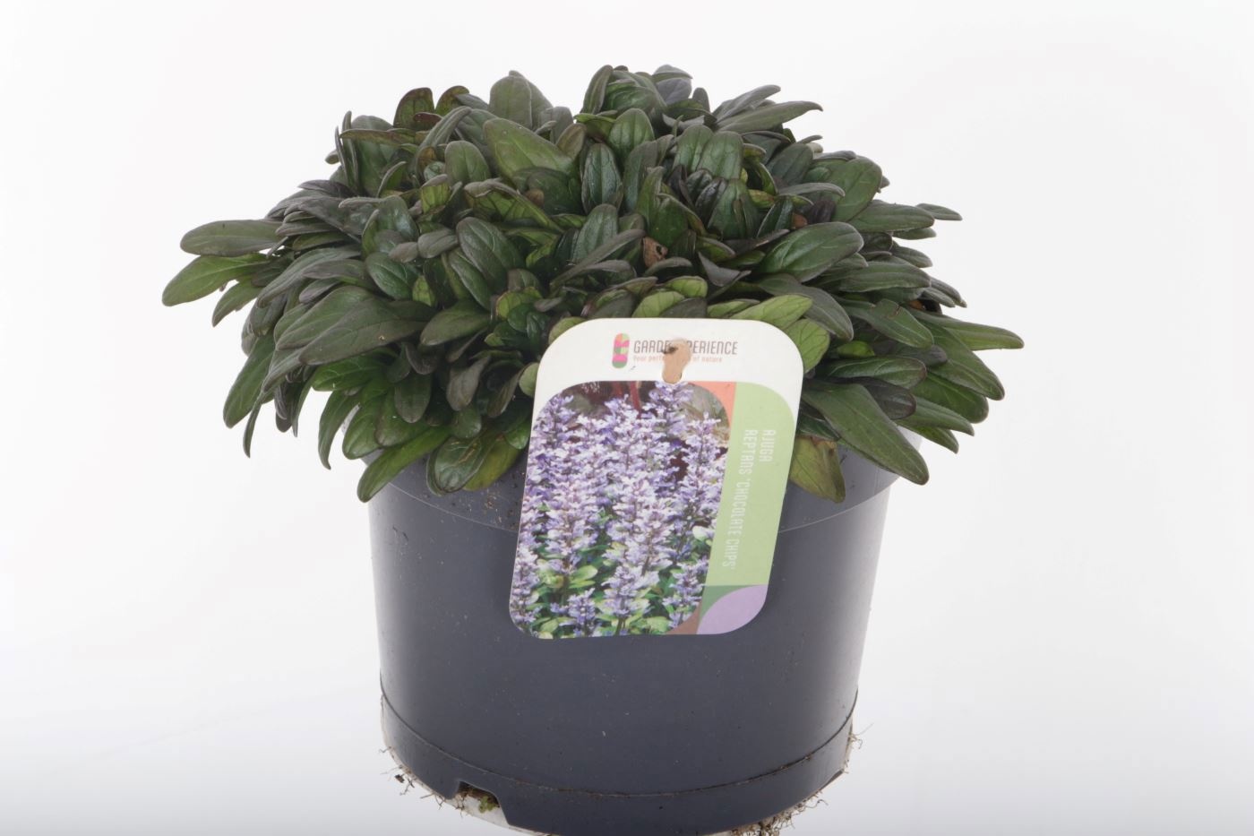 Ajuga reptans 'Chocolate Chips'