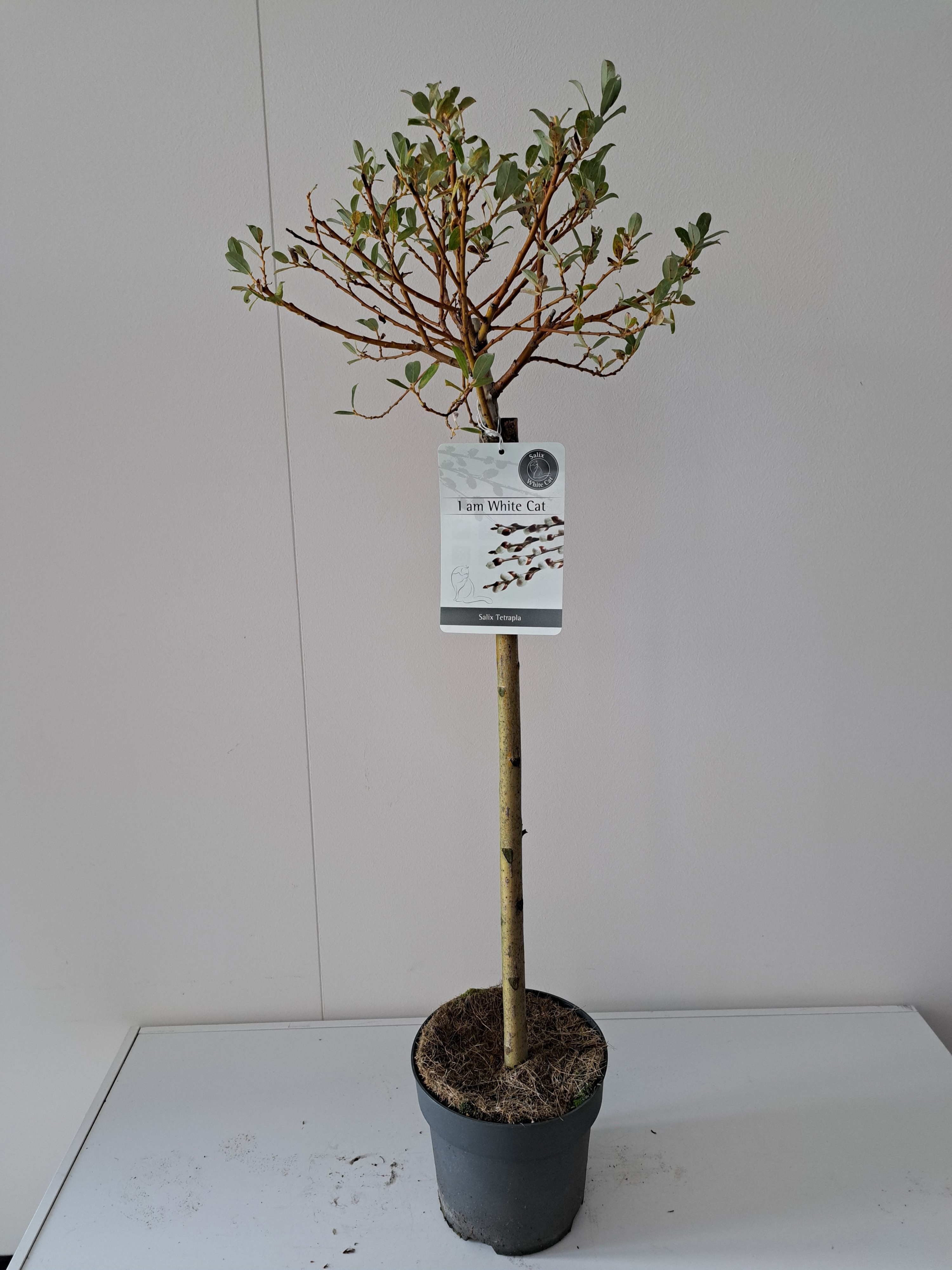 Picture of Salix Tetrapla stam 60
