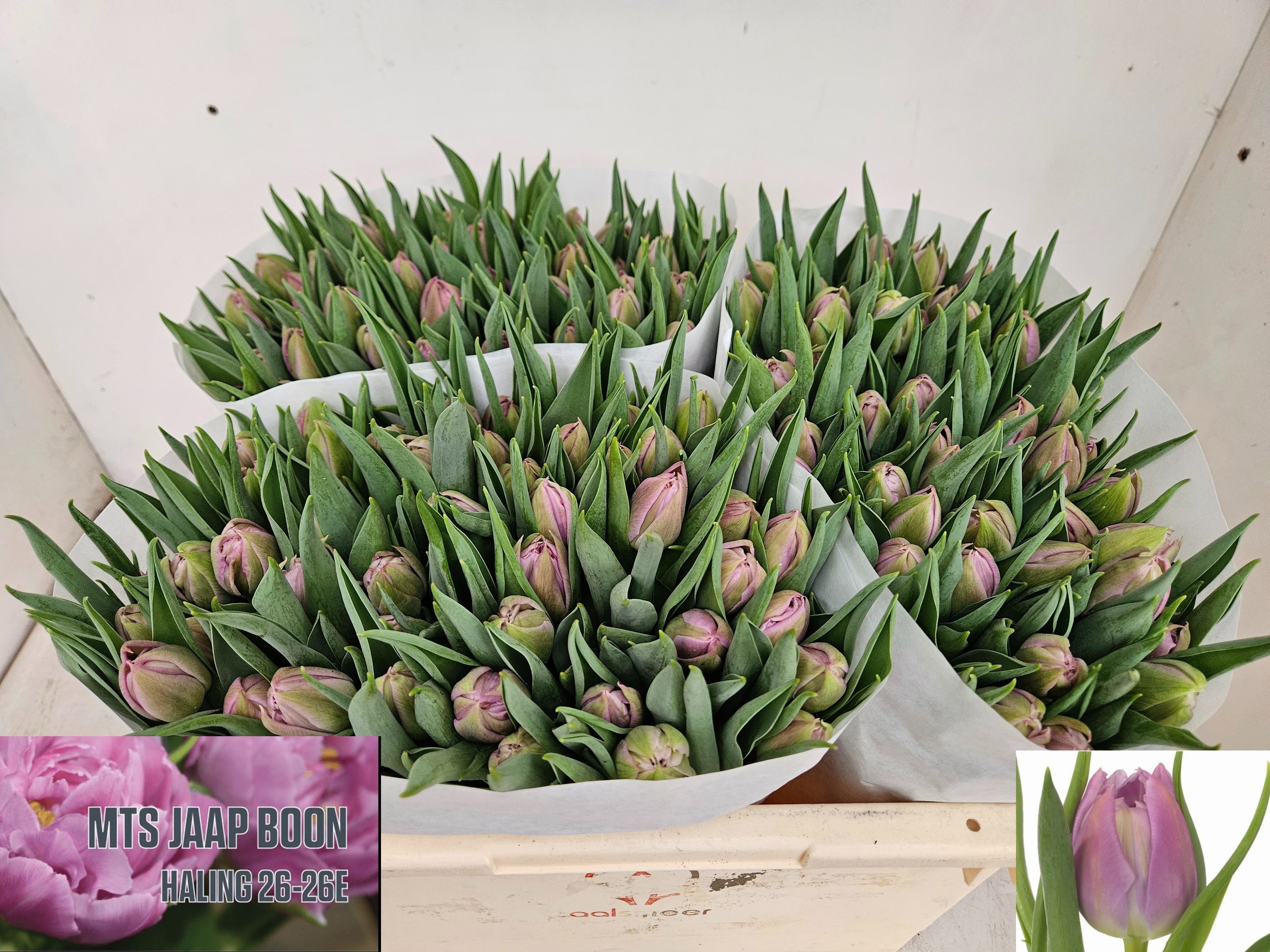 Tulipa Double Double Price 34cm 34gram