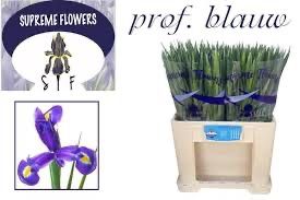 Iris Prof Blaauw