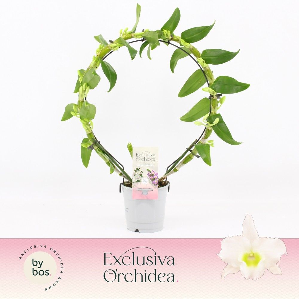 Dendrobium Star Class Apollon 12Ø 40cm 2st