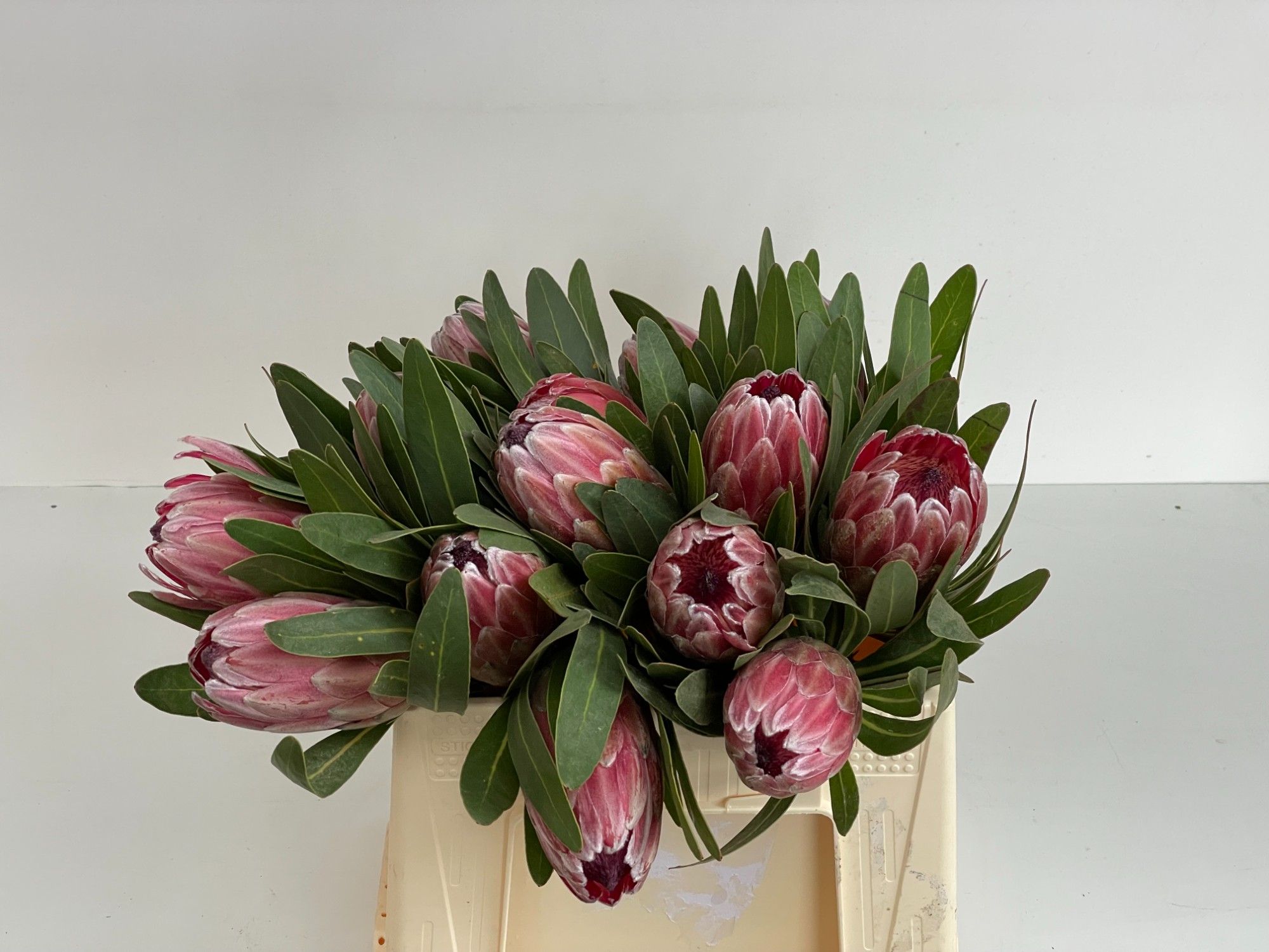 Protea Pink Ice 30cm