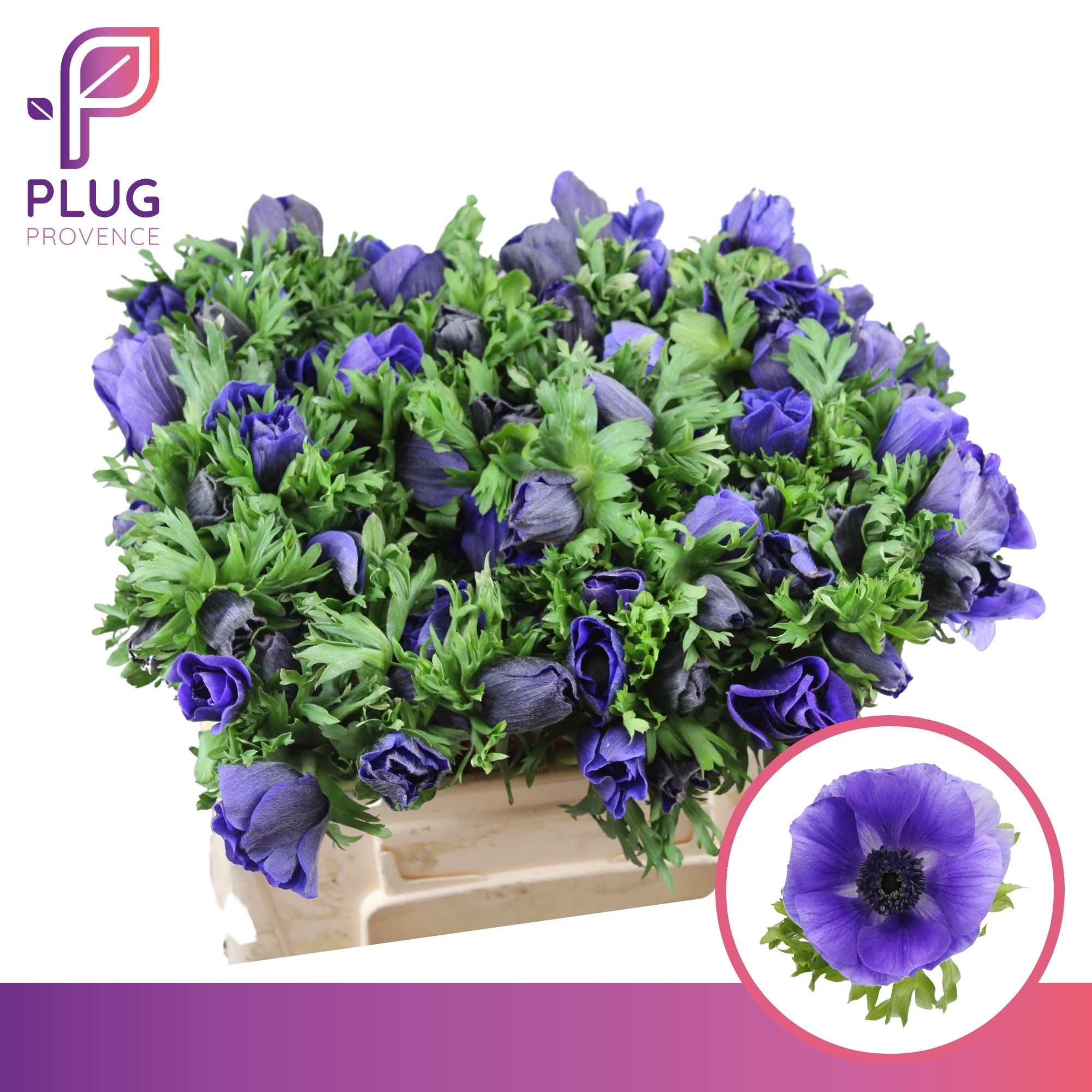Anemone Galil Blue 30cm