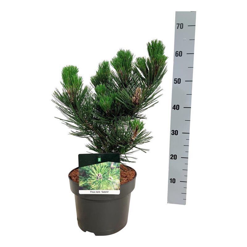 Picture of Pinus held. 'Satellit'