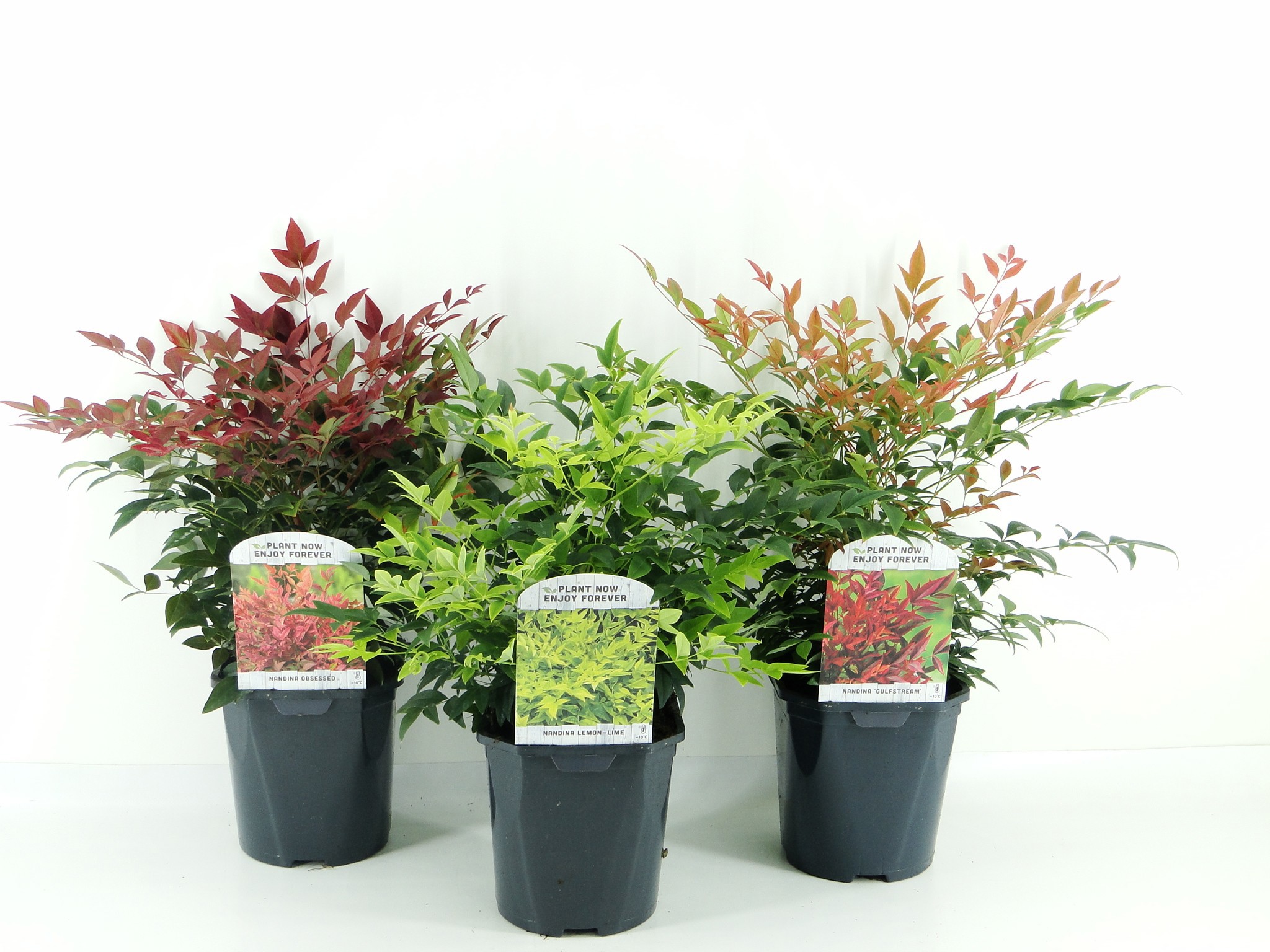Nandina Dom. MIX LAAG