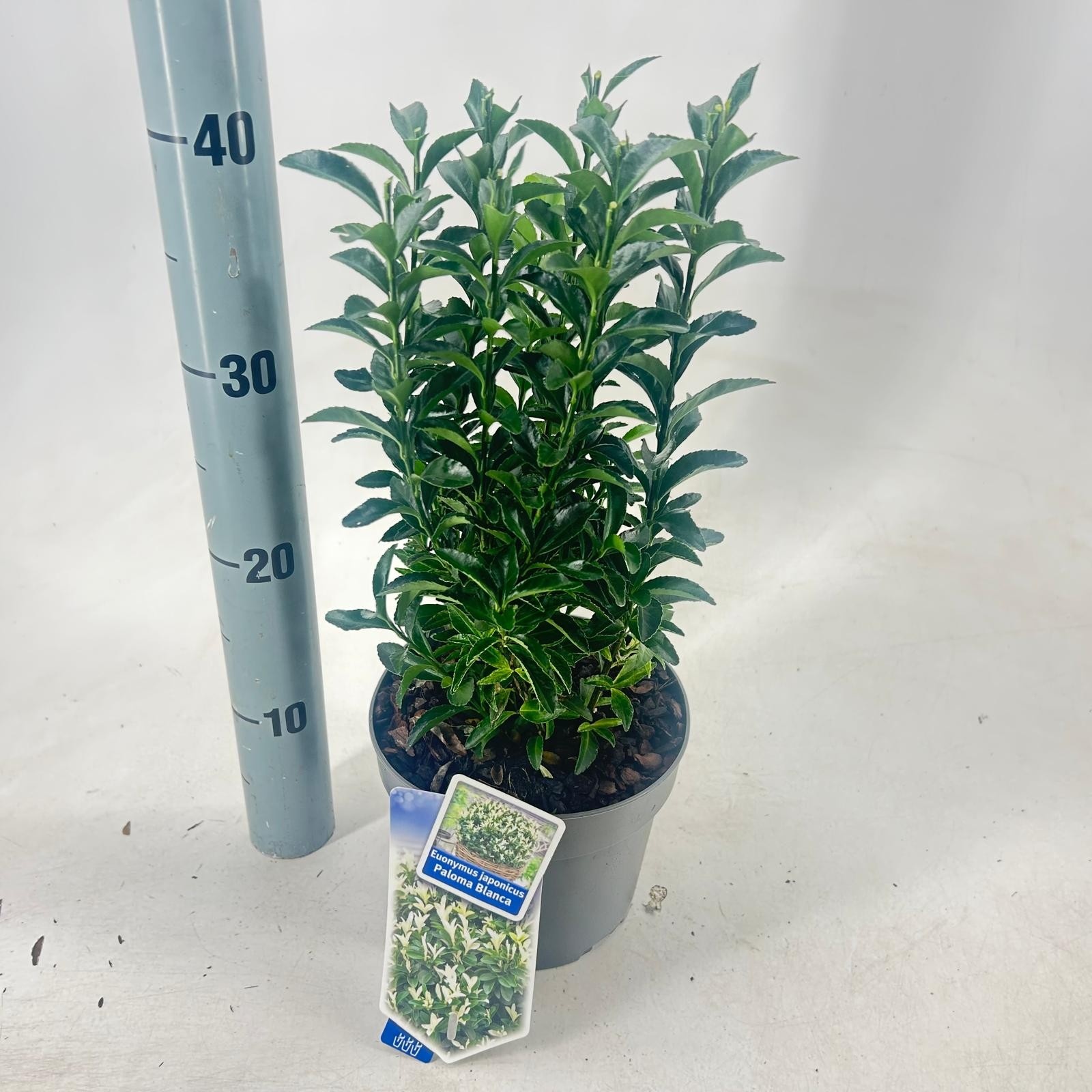 Picture of Euonymus jap. Paloma Blanca ('Lankveld03'PBR)