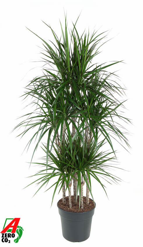 Picture of Dracaena Marginata 90-carrousel P31 160CM (LOOSE)